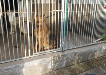 bezdomnyje-zhivotnyje-w-belostoke