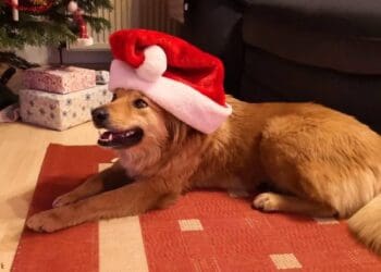 Лисичка-путешественница