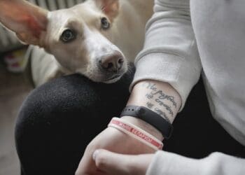 хатнія жывёлы