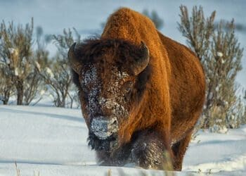 Зубры провалились под лед