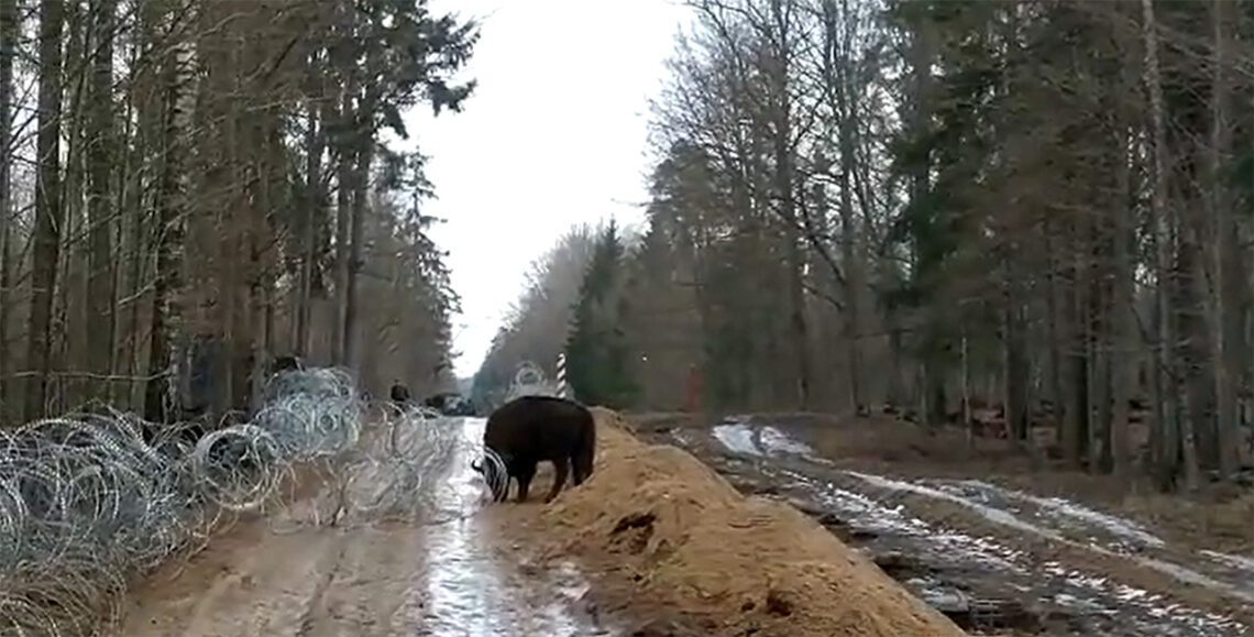 зубра перешли из Беларуси в Польшу