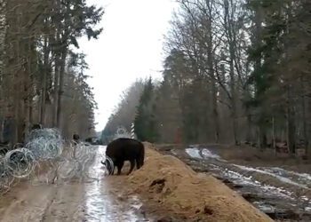 зубра перешли из Беларуси в Польшу