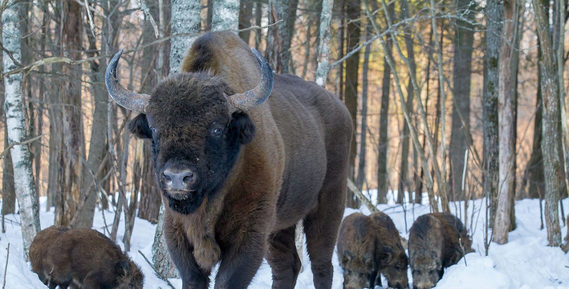 гібель зубра