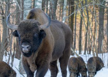 гібель зубра