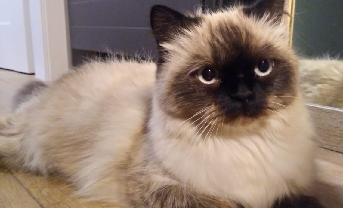 Кошка Карамелька