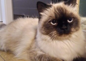 Кошка Карамелька