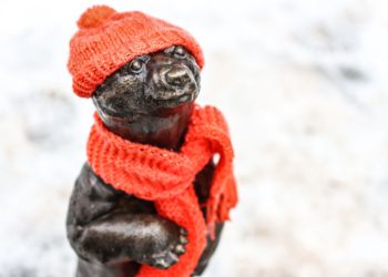 мядзведзікаў