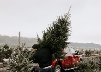 рождественская ель