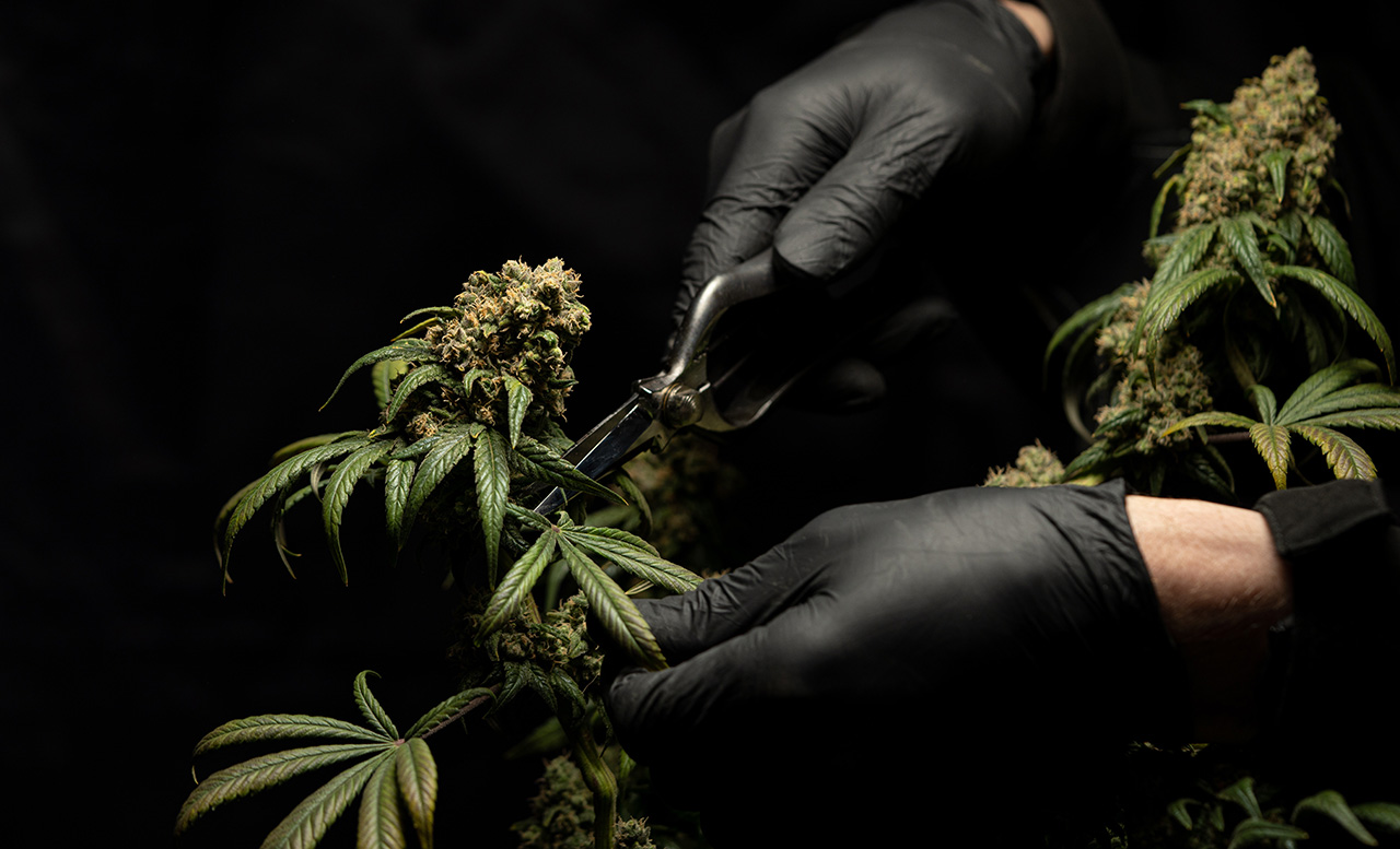 Як у Польшчы купіць марыхуану