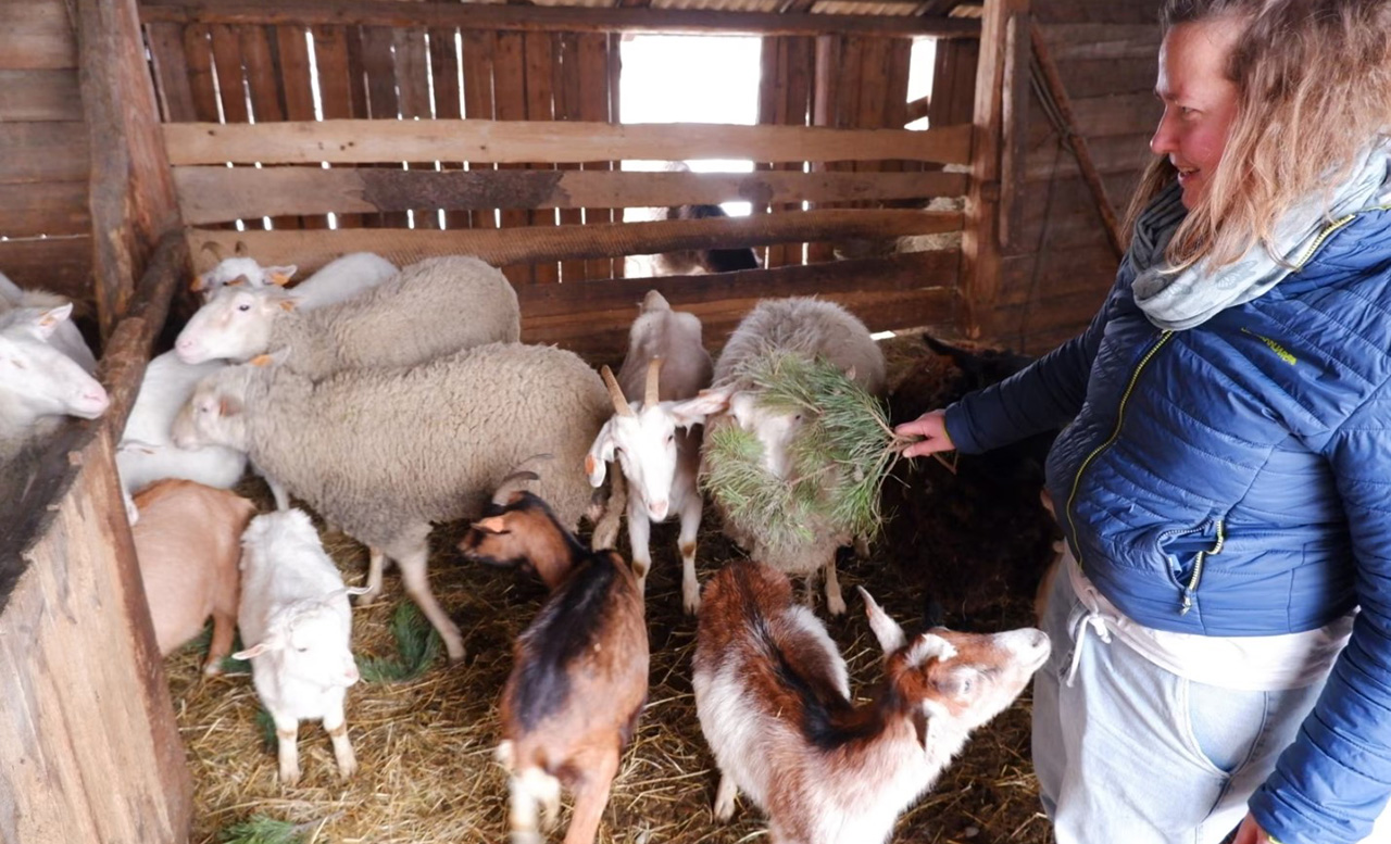 сырны бізнес