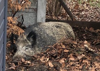 Беларус встретил дикого кабана в Польше