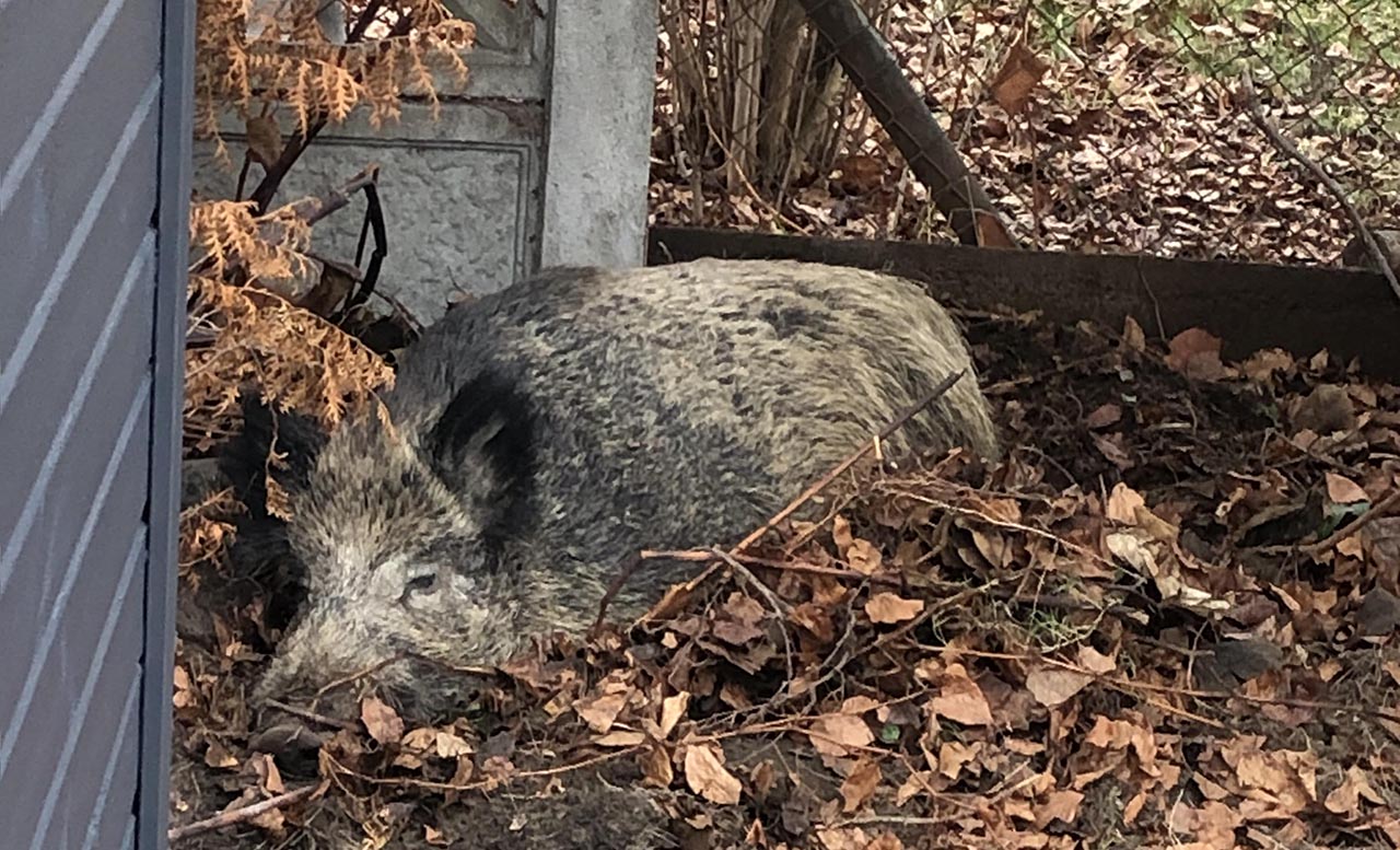 Беларус встретил дикого кабана в Польше