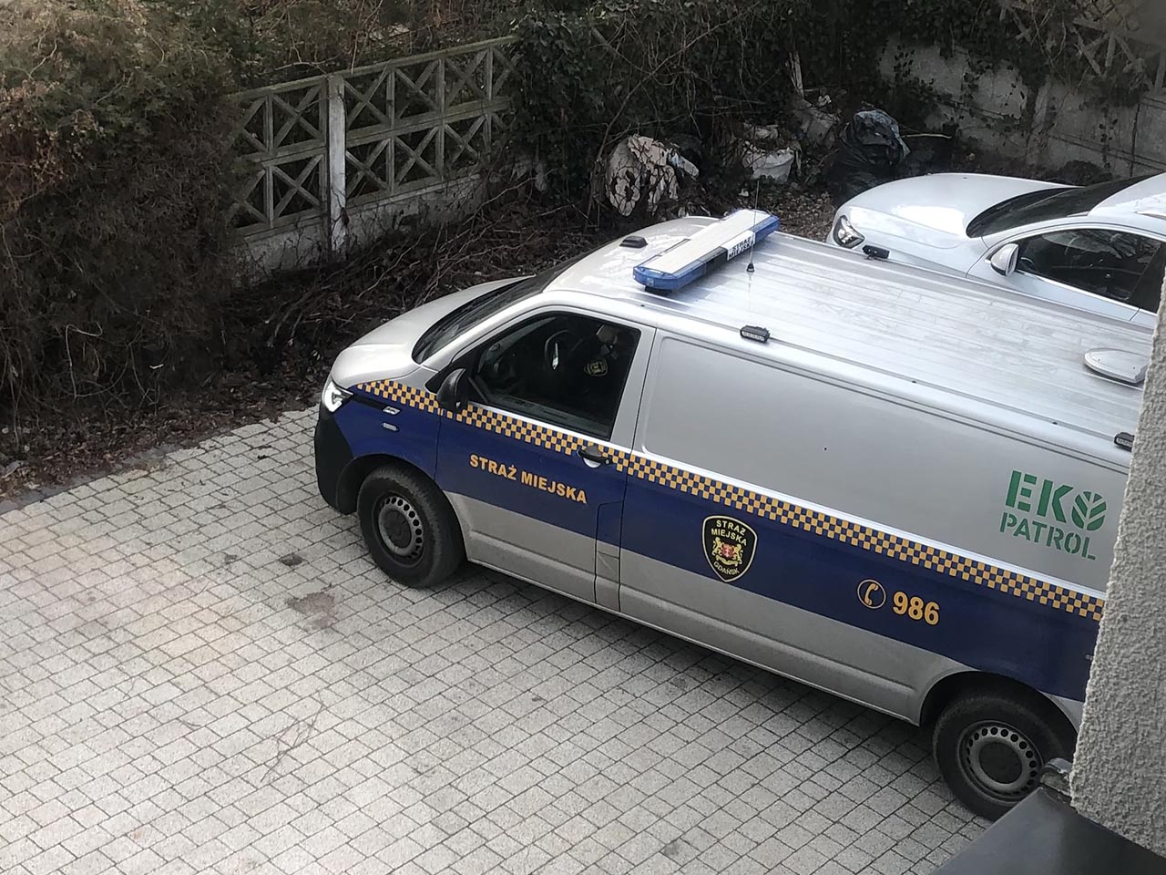 Беларус встретил дикого кабана в Польше