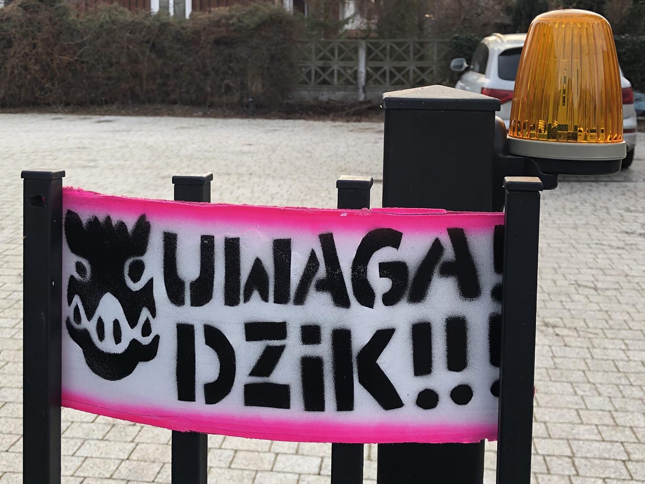 Беларус встретил дикого кабана в Польше