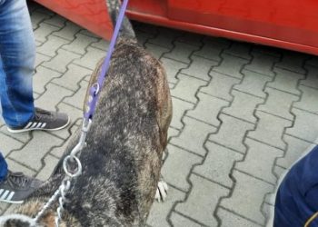 Полицейские спасли беларусскую собаку