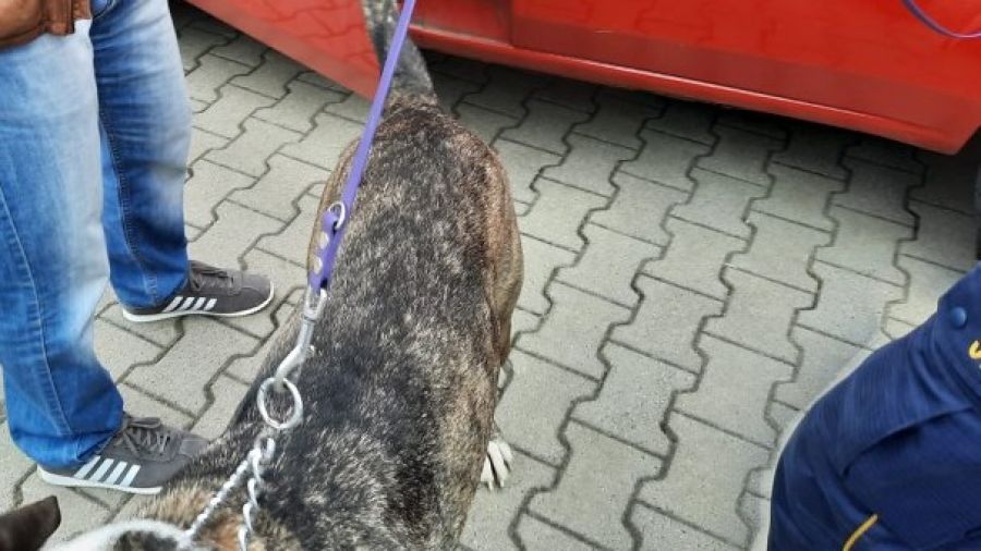 Полицейские спасли беларусскую собаку