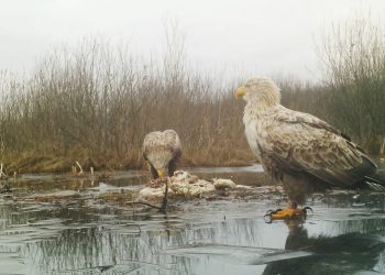 польская птица улетела в Беларусь
