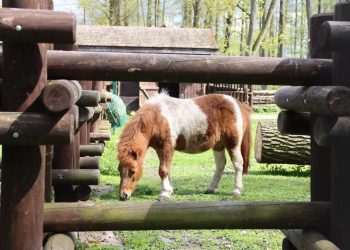 бесплатный зоопарк в Белостоке