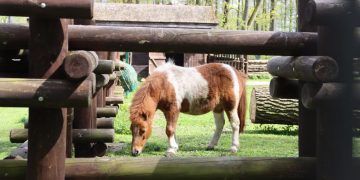 бесплатный зоопарк в Белостоке