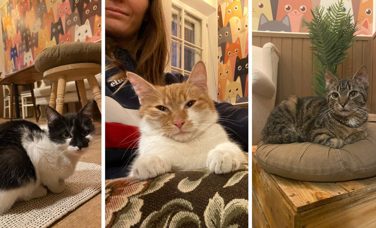 необычные кафе Белостока