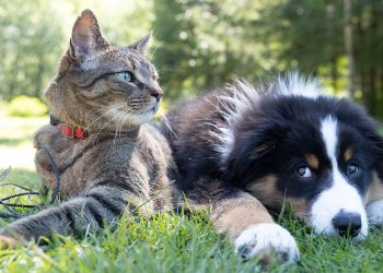 взять кота или собаку из приюта в Польше