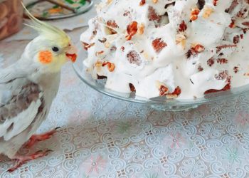 что делать если потерялся попугай