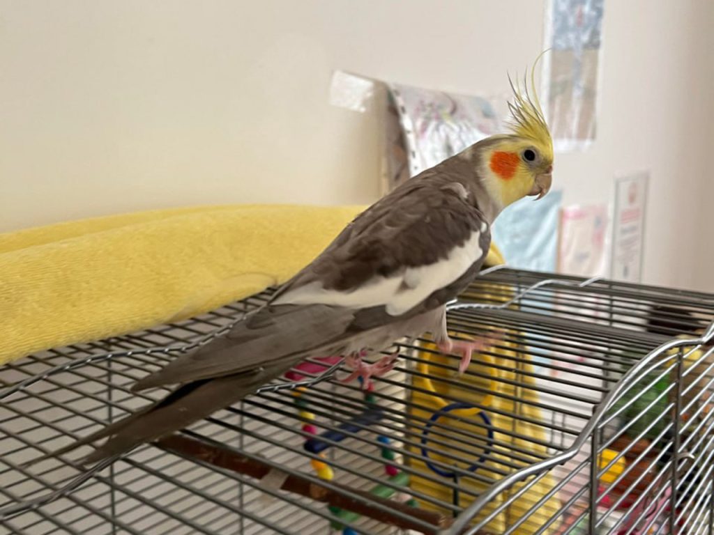 что делать если потерялся попугай