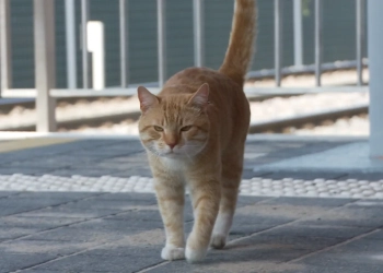 кот в Польше