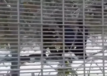 граница Беларуси с ЕС