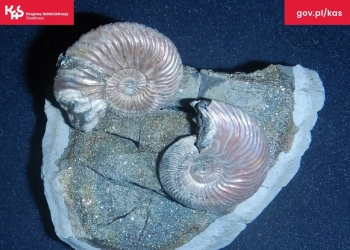 останки древних животных