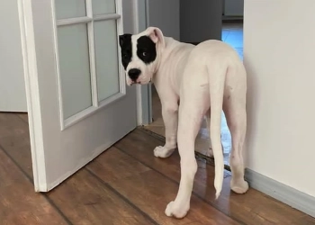 как вывезти собаку в Польшу