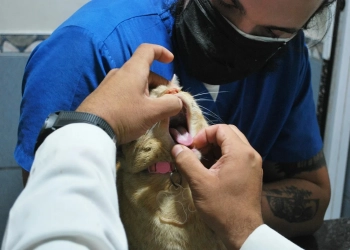 ветеринары в Польше