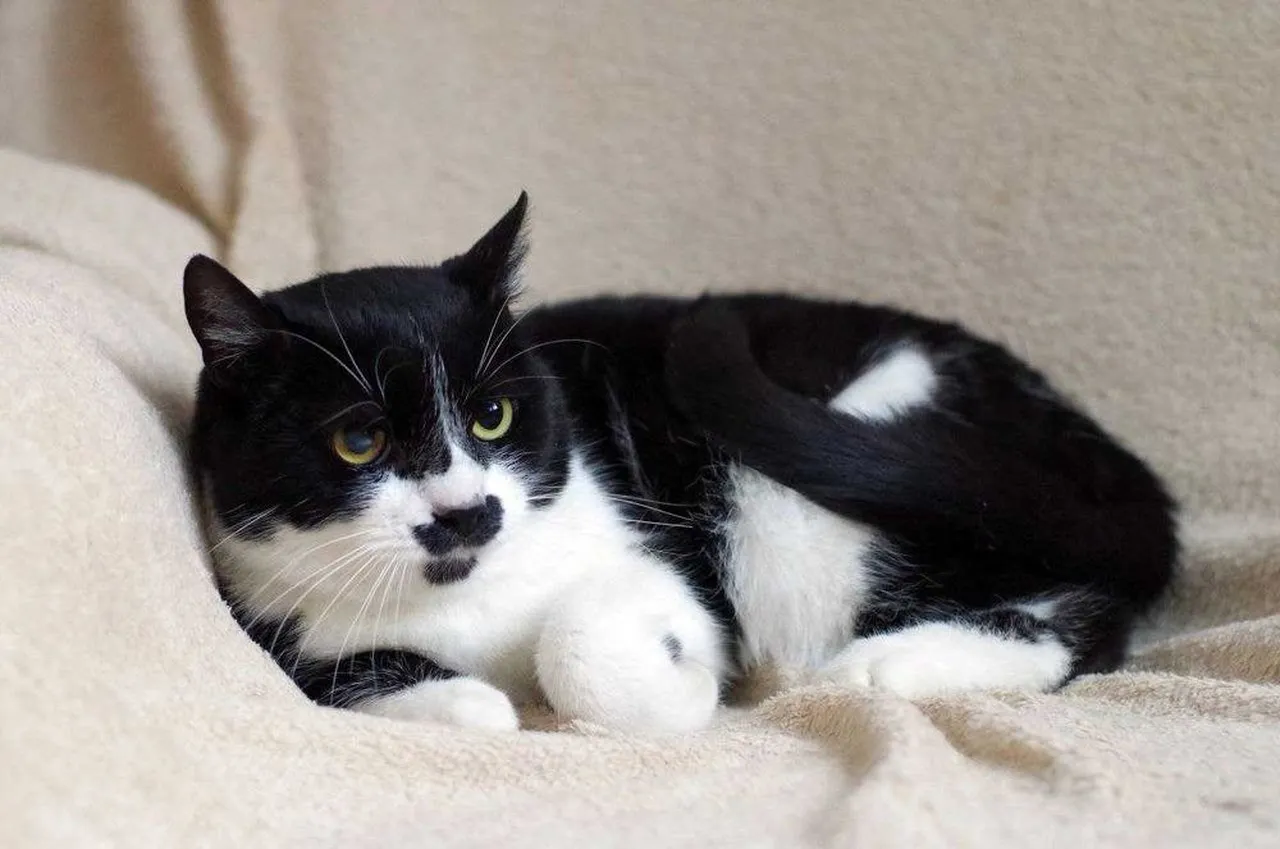 перевезти кота в Польшу