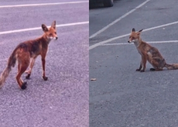 можно ли кормить лис