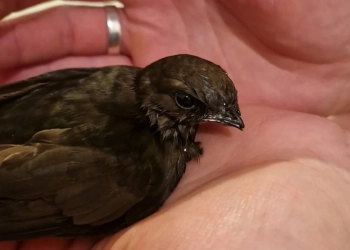 нашел животное в польше