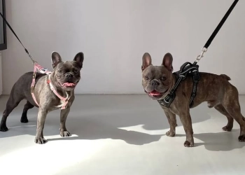 собачья свадьба в Варшаве