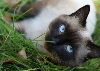 ввезти домашнее животное в Польшу