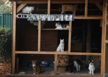 приют для животных в Польше