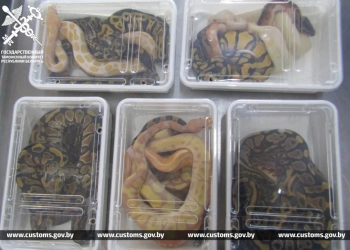 граница Беларусь Польша