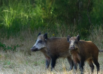 дикие кабаны в Польше