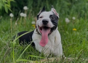 собака в Варшаве