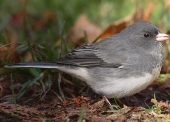 птицы Беловежской пущи