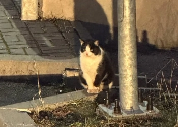 Кот на беларусско-польской границе