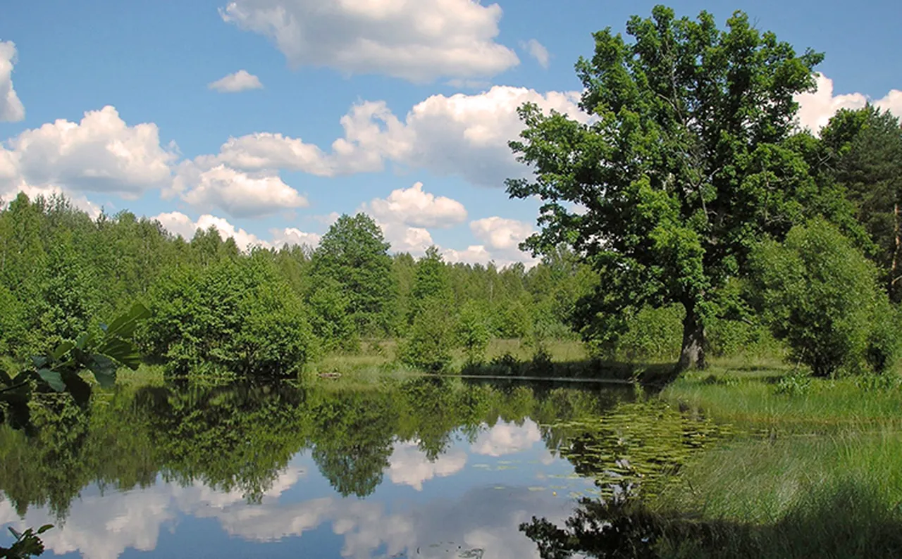 Белавежская пушча