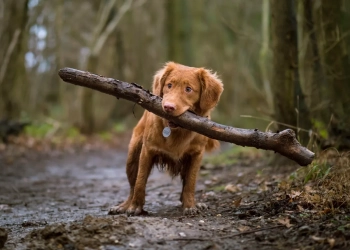 собака в Варшаве
