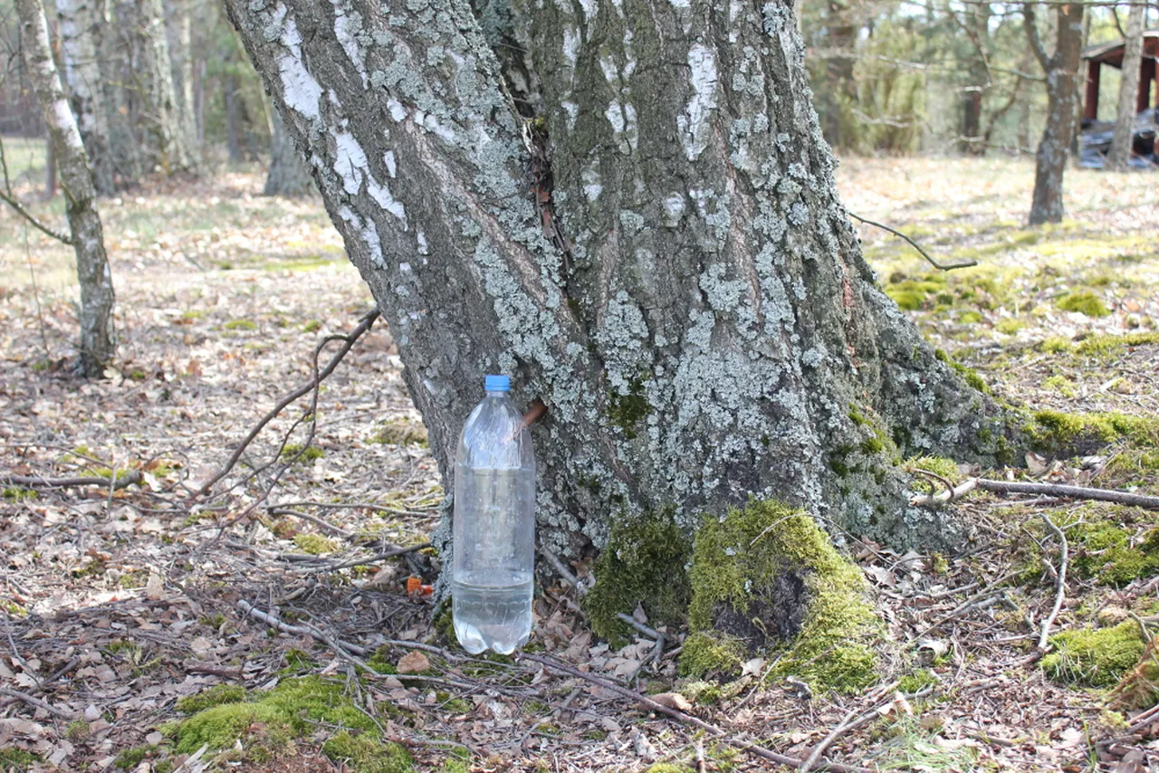 берёзовый сок в Польше