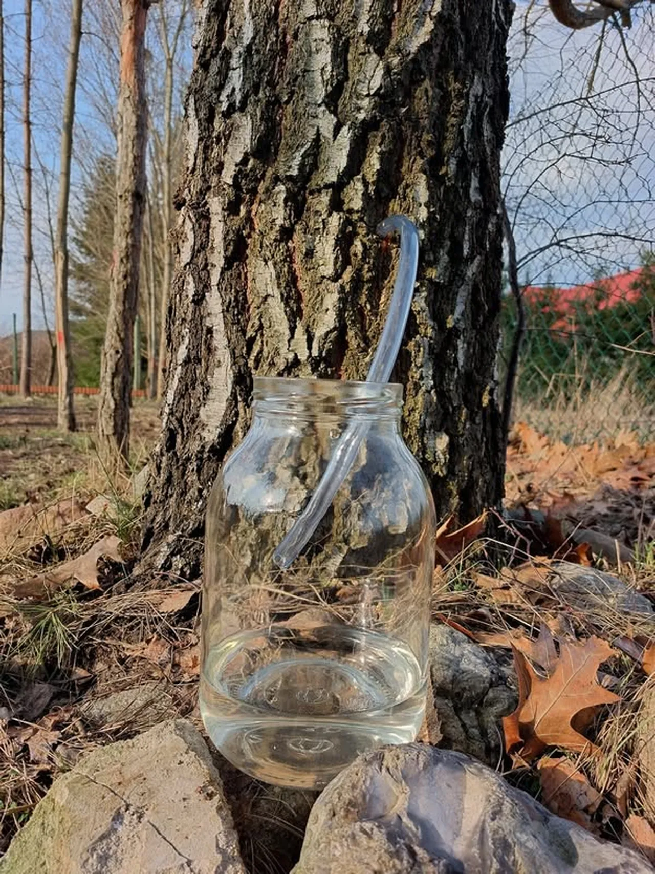 берёзовый сок в Польше