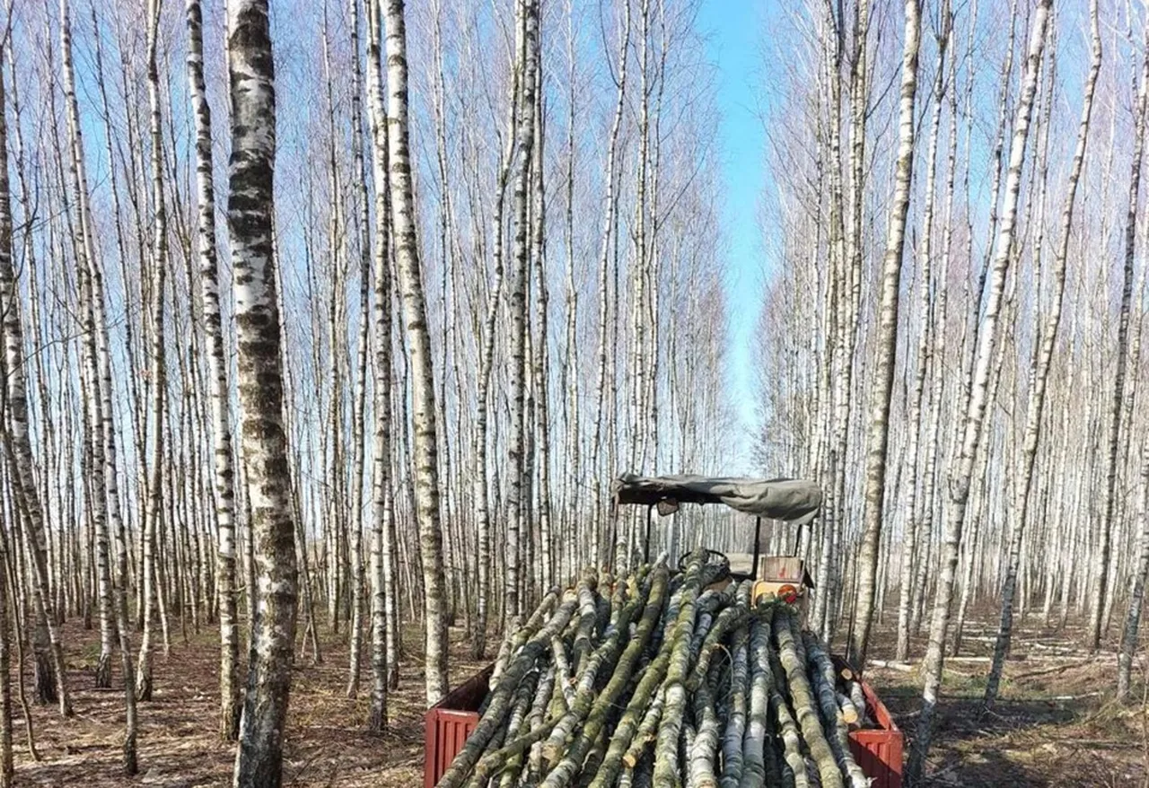 березовая роща