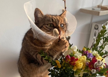 страховка для животных в Польше