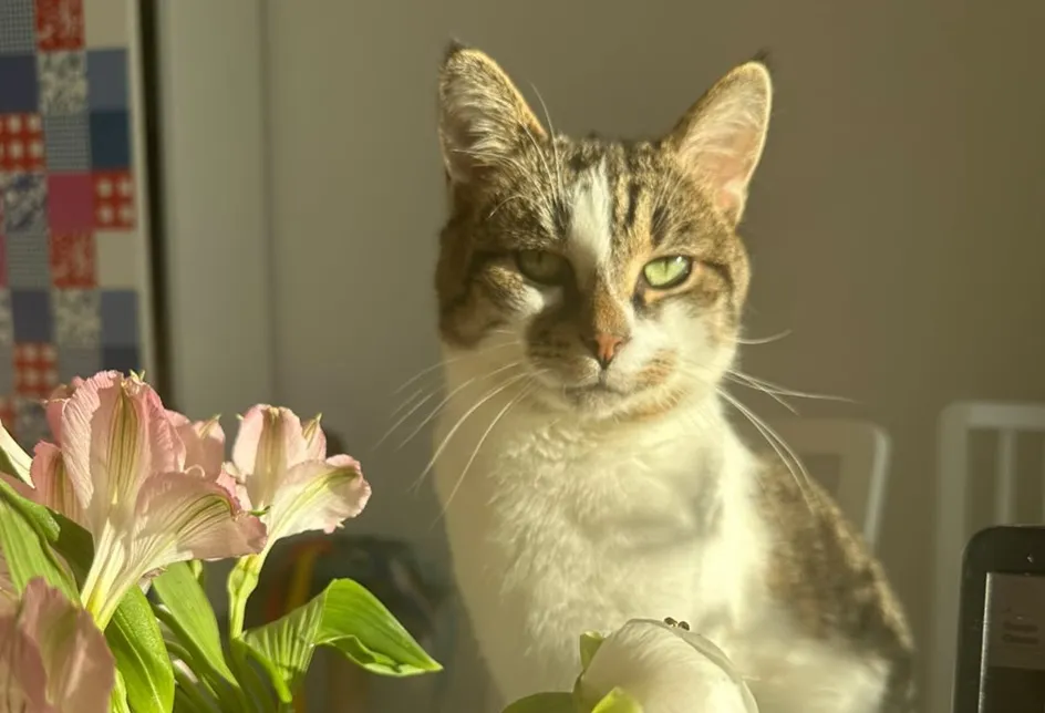 лячэнне ката